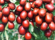 آموزش نگهداری از درخت عناب گرمسیری