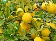 استفاده از آب لیمو ترش و فواید آن