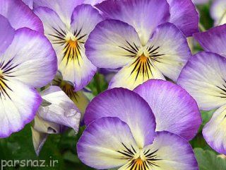 این گیاهان دارویی جلوی پیری را می گیرند