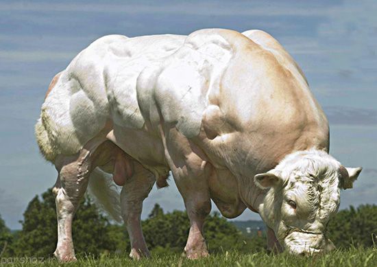 تصاویر خنده دار و جدید از سوژه های جهانی (105)