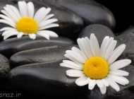 جملات زیبا و تاثیرگذار برای زندگی تان (پند آموز)