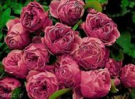 جمله های زیبا و احساسی و تاثیرگذار از بزرگان