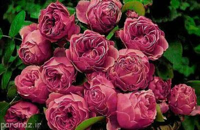جمله های زیبا و احساسی و تاثیرگذار از بزرگان