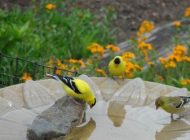 برای پرنده ها حمام بسازید