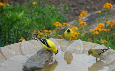برای پرنده ها حمام بسازید