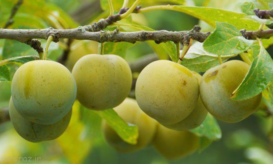 عجیب ترین اتفاقات در دنیا را ببینید +عکس