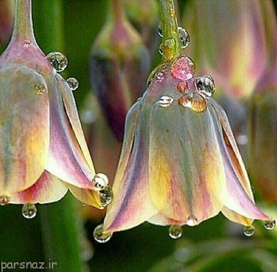 اس ام اس عارفانه و جملات تاثیرگذار و زیبای زندگی
