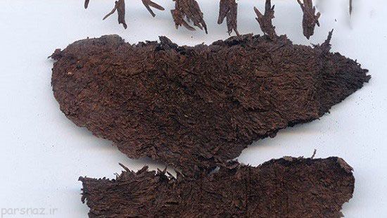 با رکوردهای حیرت انگیز کتاب گینس آشنا شوید (6)