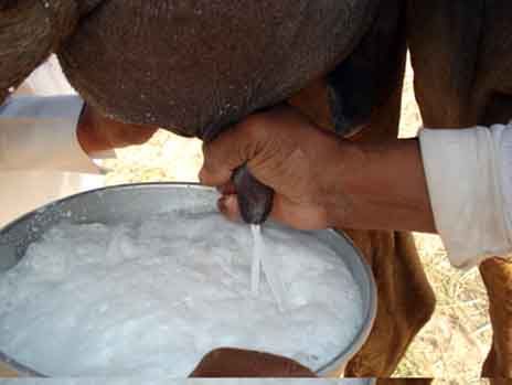 شیر شتر بخورید و تقویت شوید