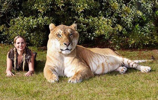 رکوردهای جالب و هیجانی ثبت شده در گینس (15)