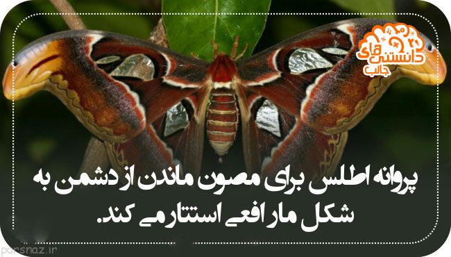 دانستنی های جالب و علمی در قاب عکس