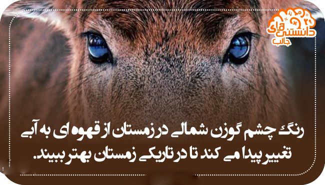 تصاویر دانستنی های علمی به صورت عکس نوشته
