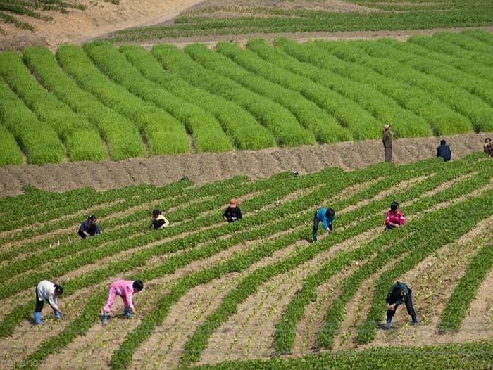 این عکس ها در کره شمالی ممنوع است