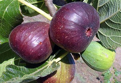 مصرف انجیر و این همه خاصیت مفید