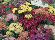 فواید گیاه دارویی بومادران برای سلامتی