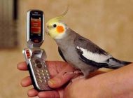 اینگونه به طوطی حرف زدن بیاموزید