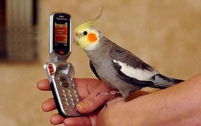 اینگونه به طوطی حرف زدن بیاموزید