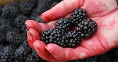 شاه توت موثر در لاغری و کاهش وزن