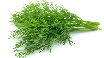خواص دارویی گیاه شوید را بشناسید