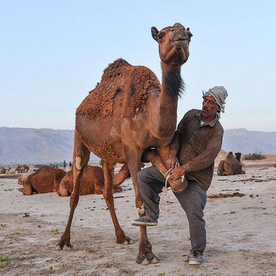 جدیدترین اخبار دیدنی از سراسر سرزمین ایران