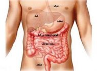 بدون این اندام و اعضا هم می توان زندگی کرد