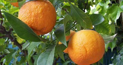 بهترین خواص میوه نارنج و پوست آن را بدانید