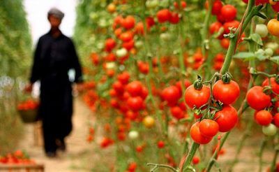 تاریخچه ورود گوجه فرنگی به ایران