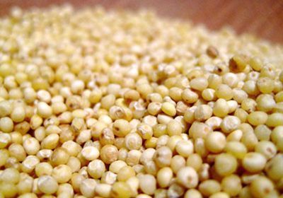 همه چیز درباره خواص مصرف ارزن دانه مفید
