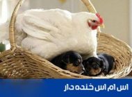 اس ام اس های عاشقانه خنده دار سوژه