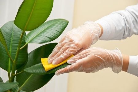 آموزش تمیز کردن گل های آپارتمانی
