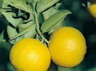 آشنایی با بهترین خواص میوه لیمو شیرین