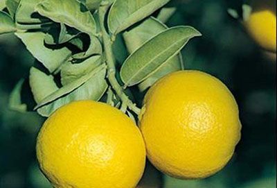 آشنایی با بهترین خواص میوه لیمو شیرین