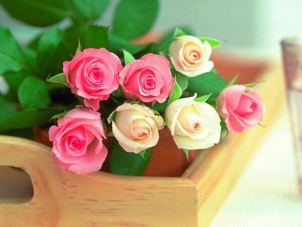 شعرهای کوتاه و ناب زندگی زیباست