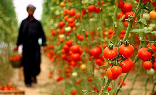 تاریخچه ورود گوجه فرنگی به ایران