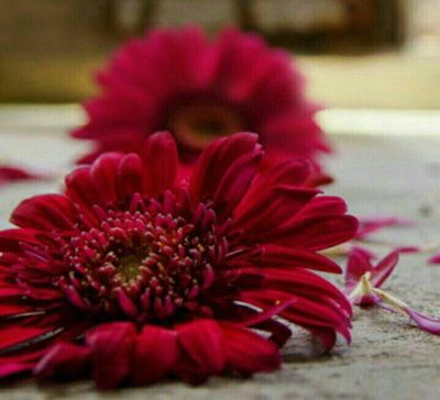 شعرهای کوتاه و ناب زندگی زیباست