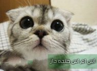 جدیدترین اس ام اس جوک خفن خنده دار روز
