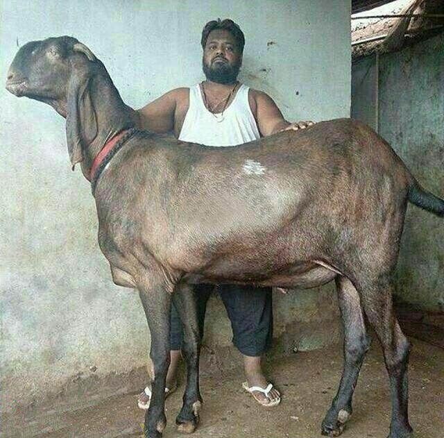 عکس های بامزه و خنده دار سوژه های روز (141)