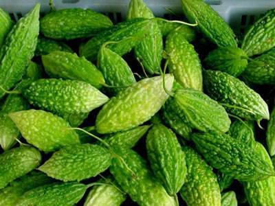 فواید خربزه تلخ برای مقابله با سرطان و دیابت