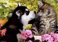 هوش گربه ها درست به اندازه سگ ها است