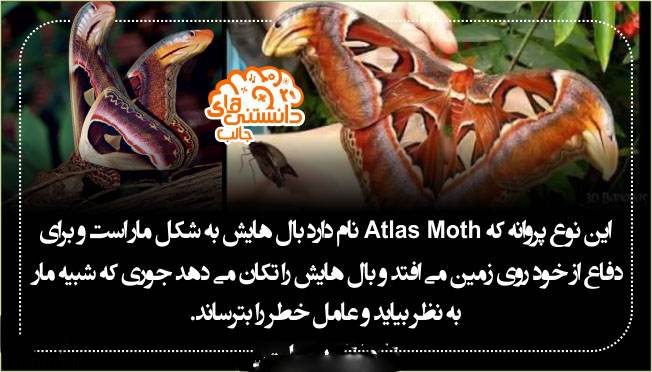 جدیدترین دانستنی های علمی عکس نوشته سال 2017