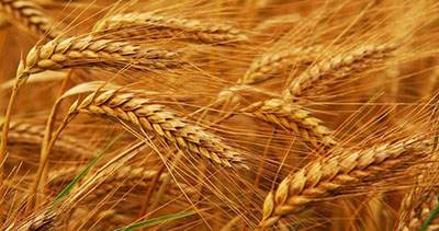 فواید عصاره گندم جوانه زده برای سلامتی