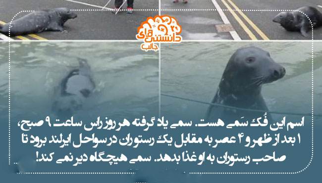 جدیدترین دانستنی های علمی عکس نوشته سال 2017