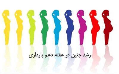 شرح وضعیت مادر و جنین هفته دهم بارداری