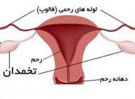 حقایق جالب درباره عملکرد تخمدان خانم ها