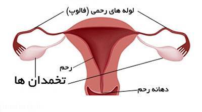 حقایق جالب درباره عملکرد تخمدان خانم ها