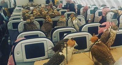 شاهزاده سعودی برای انتقال شاهین هواپیما دربست گرفت