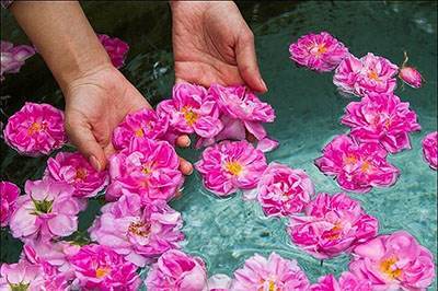 خواص درمانی مفید گلاب خوشبوی پرخاصیت