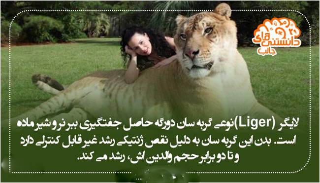 دانستنی های جالب و خواندنی تصویری 1396