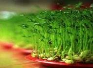 نگاهی خلاصه به آداب و رسوم عید نوروز در ایران
