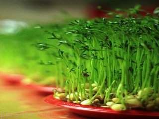 نگاهی خلاصه به آداب و رسوم عید نوروز در ایران